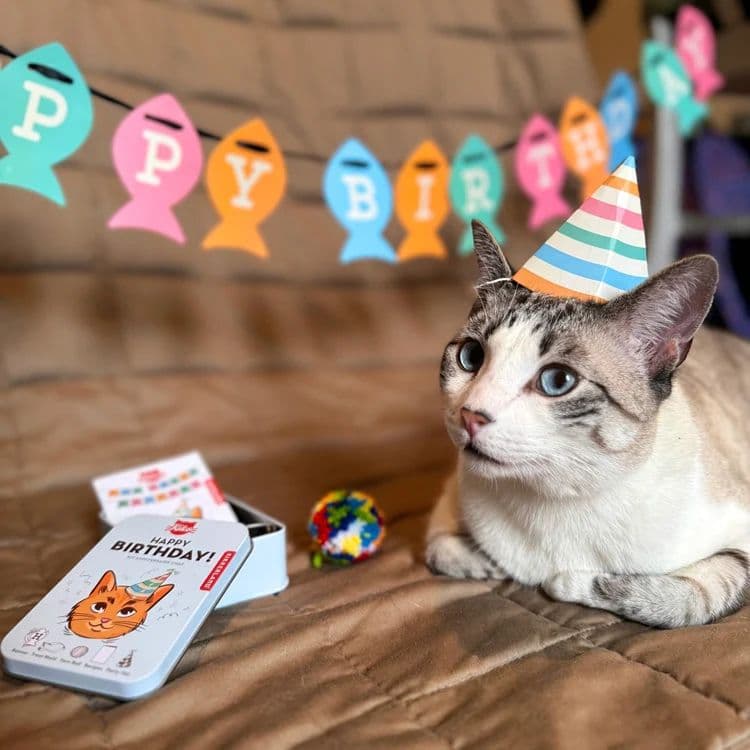 Kit d'anniversaire pour Chat