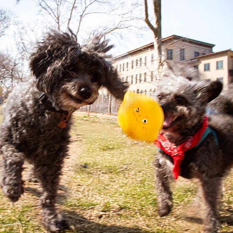 Jouet pour chien - Citron